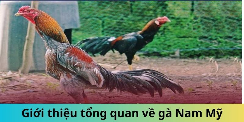 Giống Gà Nam Mỹ - Gọi Tên Những Chiến Kê Mạnh Mẽ Hàng Đầu 1 Trang Chủ Jun88.com #1 Việt Nam Giới thiệu tổng quan giống gà Nam Mỹ