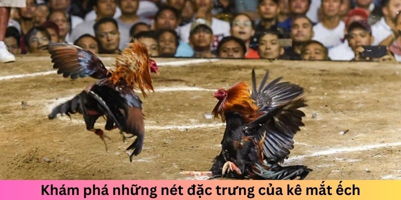 Gà Chọi Mắt Ếch - Chiến Kê Đáng Sợ Làm Đối Thủ Dè Chừng 1 Trang Chủ Jun88.com #1 Việt Nam Khám phá những nét đặc trưng của kê mắt ếch