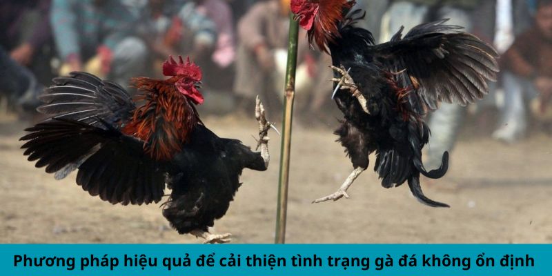 Cách Khắc Phục Gà Đá Thất Thường - Mẹo Duy Trì Phong Độ 2 Trang Chủ Jun88.com #1 Việt Nam Phương pháp hiệu quả để cải thiện tình trạng gà đá không ổn định